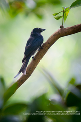 White-Bellied Drongo photo 2