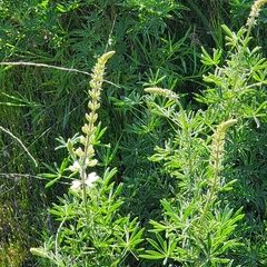 Lupinus longifolius
