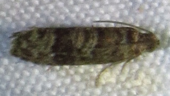 Grapholita packardi