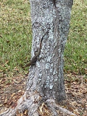 Agama picticauda image