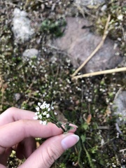 Capsella bursa-pastoris