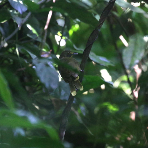 Yellow-eyed Bristlebill