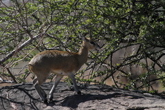 Oreotragus oreotragus transvaalensis