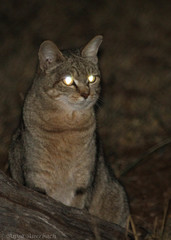 Felis lybica cafra