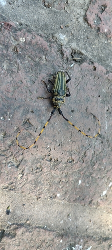 Retrachydes thoracicus sulcatus