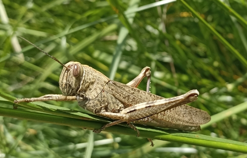 Egyptian Bird Grasshopper