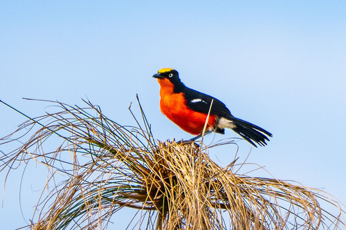iNaturalist image