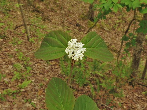 Viburnum setigerum iNat (2)