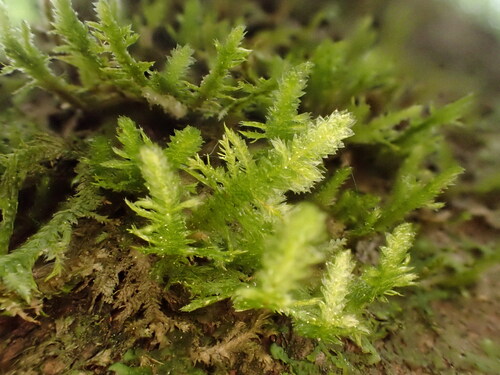 Neckera pumila observed 2026-05-15