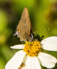Electrostrymon angelia