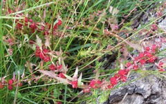 Blitum virgatum