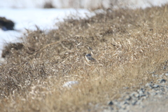 Spermophilus erythrogenys