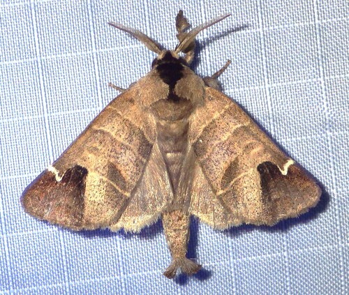 Sigmoid Prominent photo 6