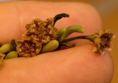 Lampranthus uniflorus