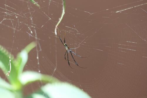 Hairy Golden Orb-weaving Spider