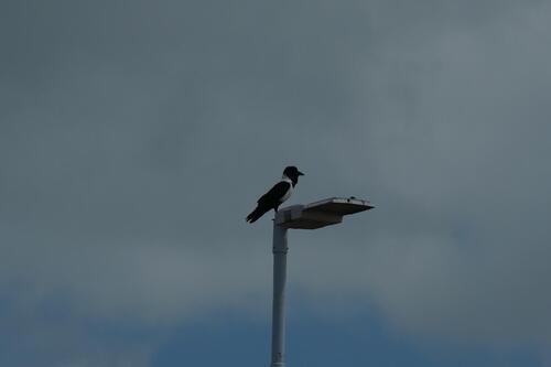 Pied Crow