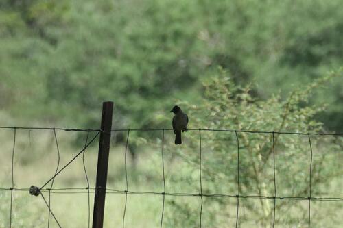 Southern Dark-capped Bulbul