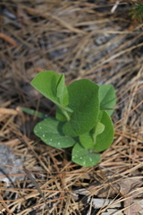 Aristolochia reticulata