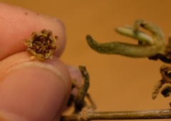 Lampranthus uniflorus