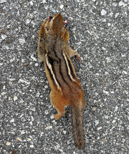 Eastern Chipmunk photographed in New York