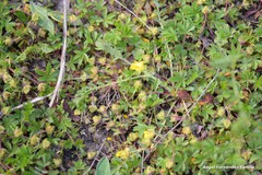 Potentilla crantzii