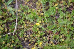 Potentilla crantzii