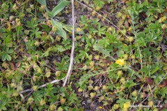 Potentilla crantzii