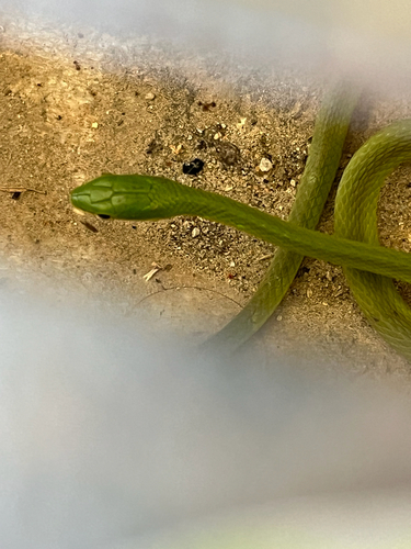 Rough Green Snake
