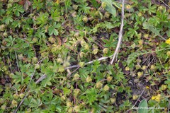 Potentilla crantzii