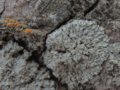 Phaeophyscia ciliata