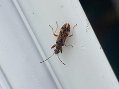 Neopamera albocincta