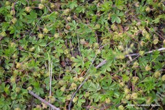 Potentilla crantzii