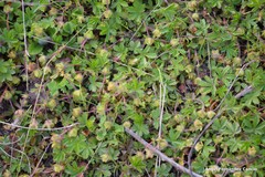Potentilla crantzii