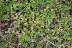 Potentilla crantzii