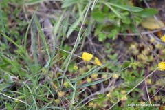 Potentilla crantzii