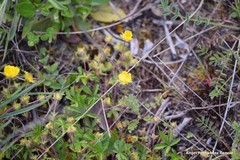 Potentilla crantzii