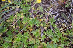 Potentilla crantzii