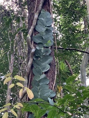 Rhaphidophora