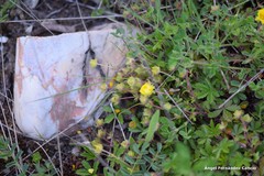 Potentilla crantzii