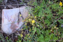 Potentilla crantzii