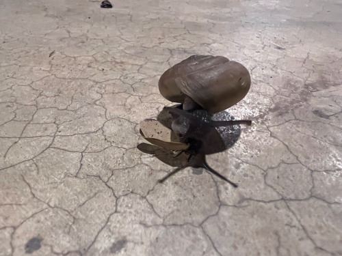 Siamese Common Snail