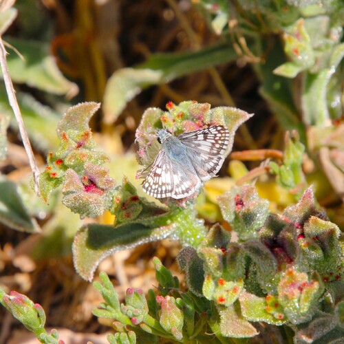 iNaturalist observation photo of White Checkered-Skipper
