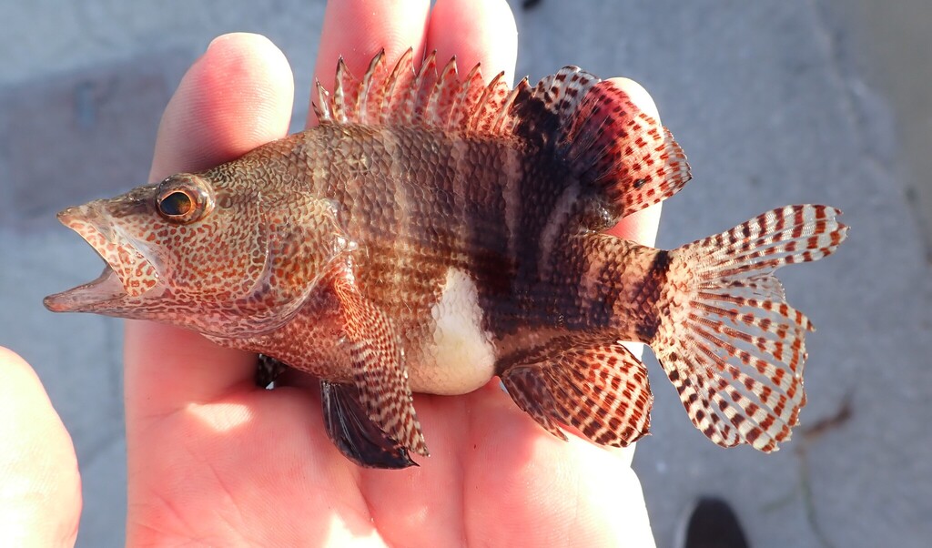 Belted Sandbass