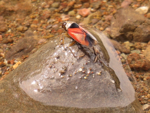 Notonecta lobata