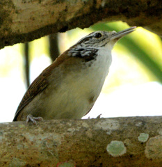 Thryophilus rufalbus