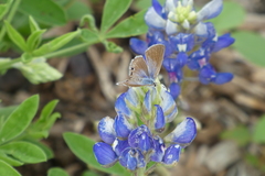 Echinargus isola