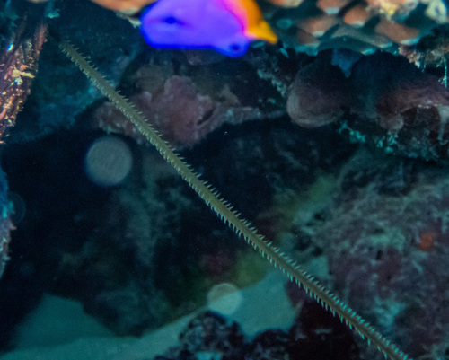 Stichopathes observed 2026-05-14