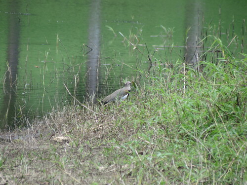 Southern Lapwing