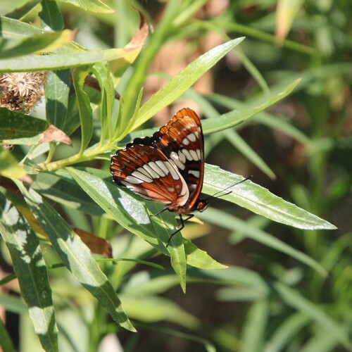 iNaturalist observation photo of Lorquin's Admiral