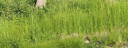Bolboschoenus planiculmis iNat (2)